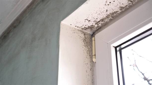Best Mold Documentation for Insurance Claims  in Cedar Glen West, NJ