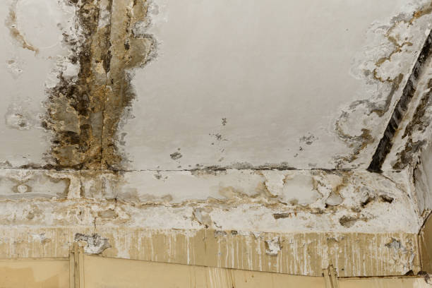 Best Indoor Air Quality Assessment  in Cedar Glen West, NJ