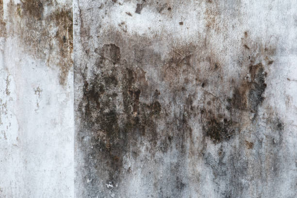 Trusted Cedar Glen West, NJ Mold Removal Experts