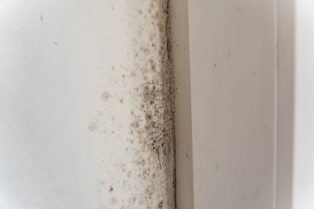 Best Airborne Mold Testing  in Cedar Glen West, NJ